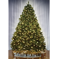 The World's Best Prelit Douglas Fir - Full 75"